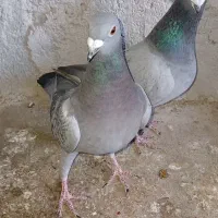 کبوتر پلاکی