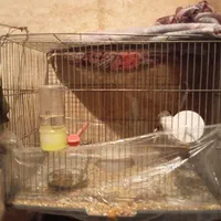 قفس پرنده بزرگ و کوچک مخصوص قناری و فنچ|لوازم جانبی حیوانات|قزوین, |دیوار