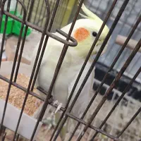 عروس هلندی های نر و ماده همه بالغ بالای دوسال|پرنده|بابل, |دیوار