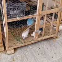 قفس پرنده
