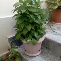 گل فروشی