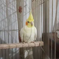 عروس هلندی نر