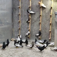 بهبونی رنگی زدخوردی|پرنده|شیراز, انجیر|دیوار