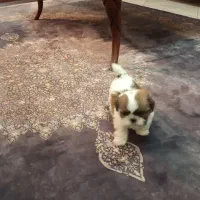 پودل کراس  کوچولو عروسکی نژاد قوی