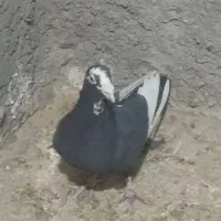 کبوتر|پرنده|کرمان, |دیوار