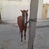 اسب|اسب و تجهیزات اسبسواری|اهرم, |دیوار