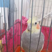 عروس هلندی|پرنده|رامشیر, |دیوار