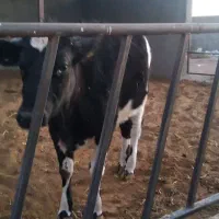 فروش نر گاو چاق وتلیسه|حیوانات مزرعه|بیرجند, |دیوار