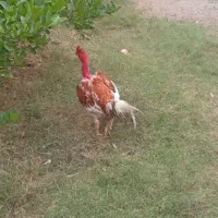 خروس|حیوانات مزرعه|میناب, |دیوار