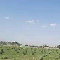 یونجه درجه یک  پرگل و پربرگ کیلویی ۴۵۰۰۰تومان