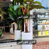درختچه همیشه سبز فلورانس|گل مصنوعی|زاهدان, |دیوار