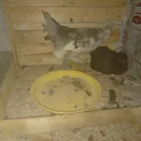 مرغ و خروس سلطان|حیوانات مزرعه|قم, بنیاد|دیوار