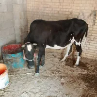 گاو ابستن
