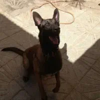 مالینویز بزرگ و کوچک