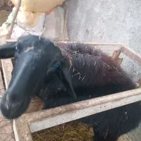یک عدد گوسفند ابست