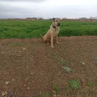 پژدر