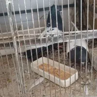 یک جفت کبوتر سینه سیاه با ضمانت تخم و جوجه