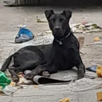 توله سگ نژاددار