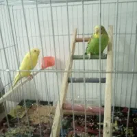 فروش مرغ عشق|پرنده|رشت, کوی مهر|دیوار