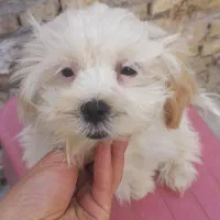 توله سه ماهه