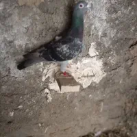 ماده پلاکی اول بخون