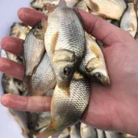 مرکز تولید و فروش انواع بچه ماهیان گرم آبی|ماهی|سنگر, |دیوار