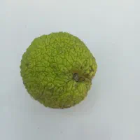 توت امریکایی