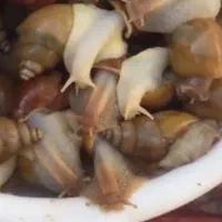 حلزون آچاتینا (سرمایه + زیبایی + خوراکی)