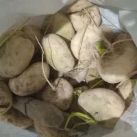 شلغم کوچک وبزرگ