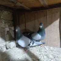 کفتر جفتگاه