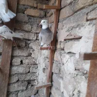 کفتر پرشی و جوجه طوقی|پرنده|مشهد, فریزی|دیوار