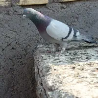 سبز بازیکن نر|پرنده|بم, |دیوار