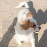 واگذاری سگ اشپیتز تریر