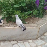 شامی کاکلی ماده