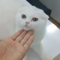 واگذاری گربه ماده