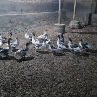 فروش غاز