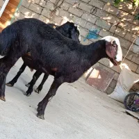 دوتا بره قوچ غزل