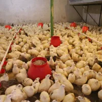 فروش بلدرچین بالغ