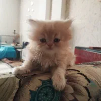 پرشین کرمی اصیل|گربه|کرج, فاز ۲ مهرشهر|دیوار