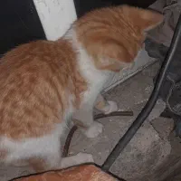 گربه گمشده