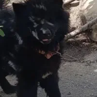 سگ چاو چاو|سگ|سنندج, |دیوار