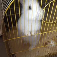 یک عدد خرگوش بفروش میرسد هم نقدوهم معاوضه