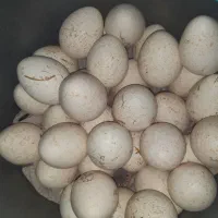 تخم بوقلمون|حیوانات مزرعه|ایذه, |دیوار