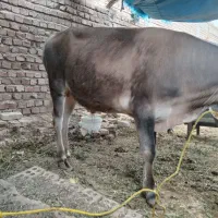 گوساله برای عید قربان