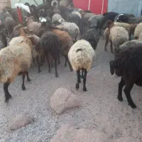 فروش میش داشتی|حیوانات مزرعه|مهدی شهر, |دیوار