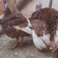 حیوان|حیوانات مزرعه|ایواوغلی, |دیوار