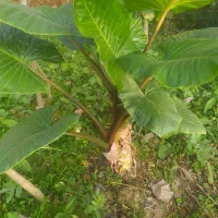 گل بابا آدم درسایز های بزرگ