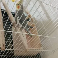 عروس هلندی|پرنده|رشت, منظریه|دیوار