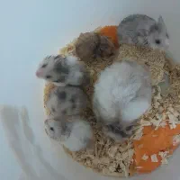 همستر سوری ۱ماهه پشمالو
