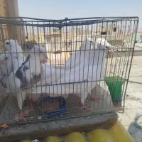 جوجه طوقی
